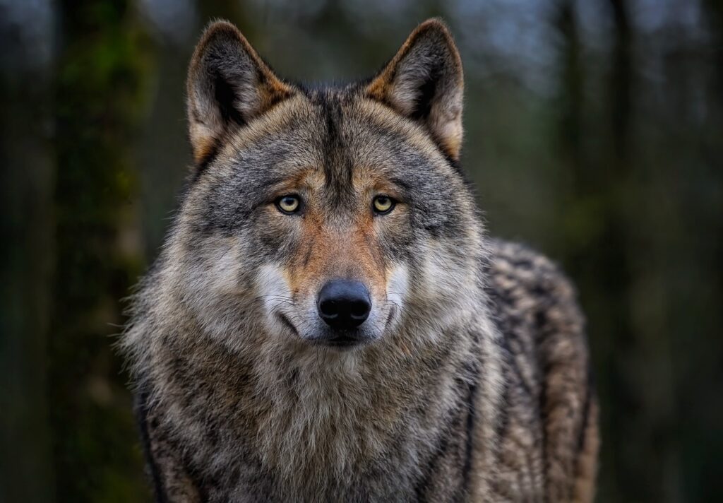 wolf, eurasian wolf, nature-8142720.jpg