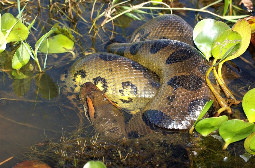 anaconda, snake, reptile-3778041.jpg