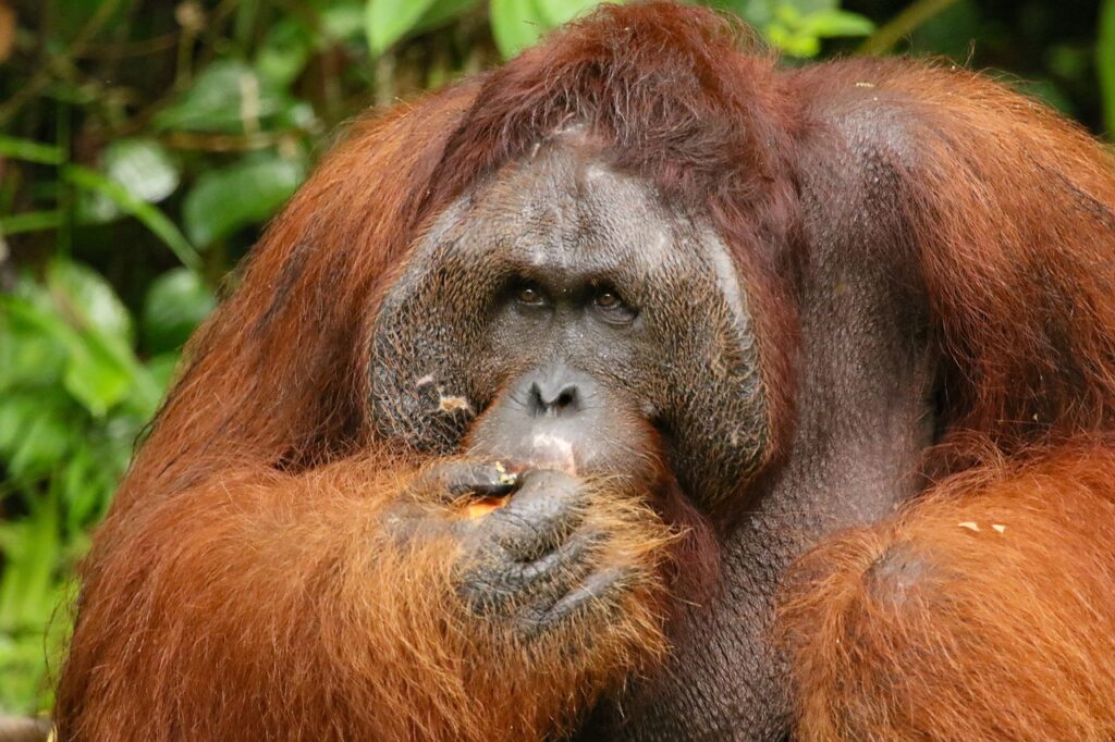 9 Animals With Big Foreheads and What They re For 