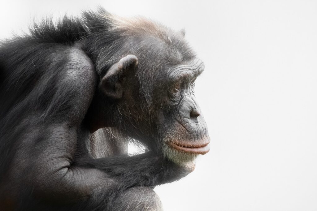 ape, chimpanzee, primate-6560739.jpg