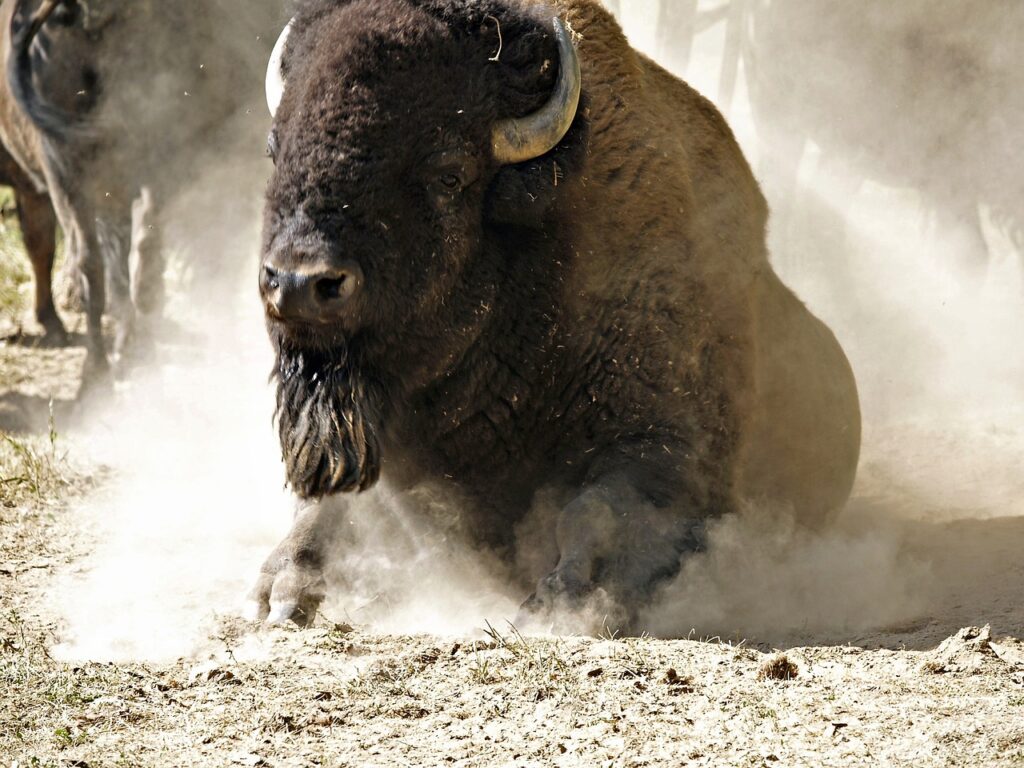 bison, buffalo, mammal-58162.jpg