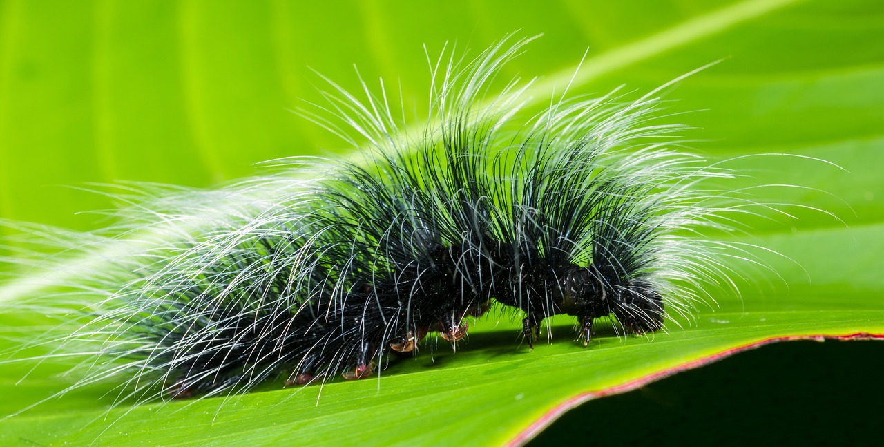 The Top 10 Hairiest Animals
