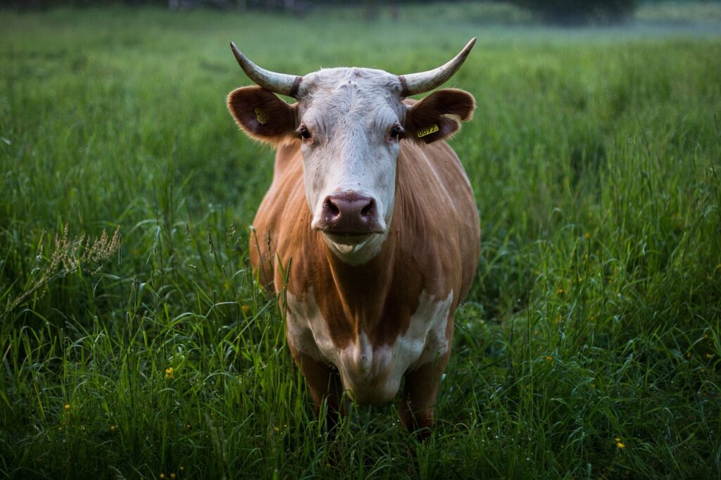 cow, nature, horns-1839118.jpg