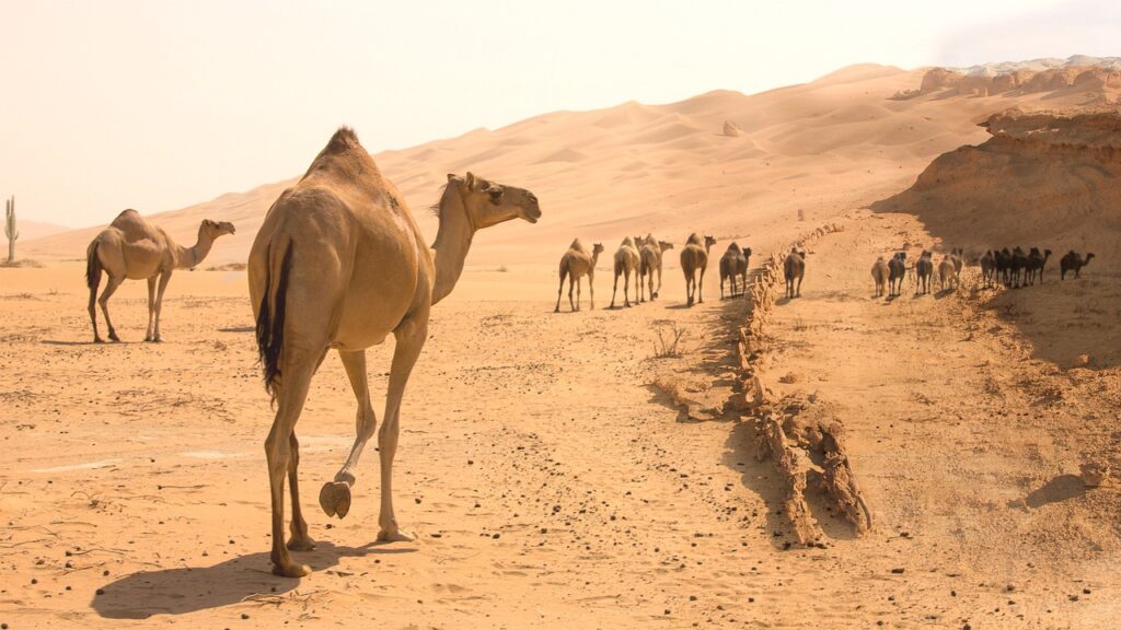 desert, camel, sand-6797699.jpg