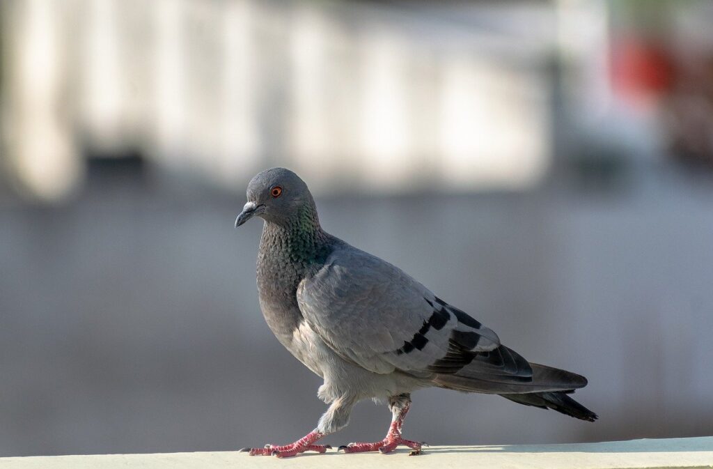 dove, pigeon, bird-7883413.jpg