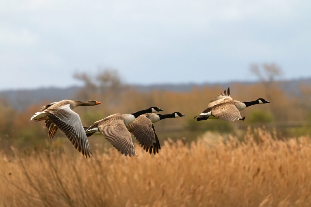 flying geese, four geese, flock-4933005.jpg