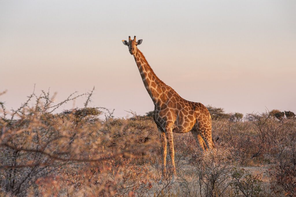 giraffe, animal, safari-5800387.jpg