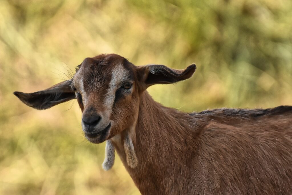 goat, animal, nature-4404669.jpg
