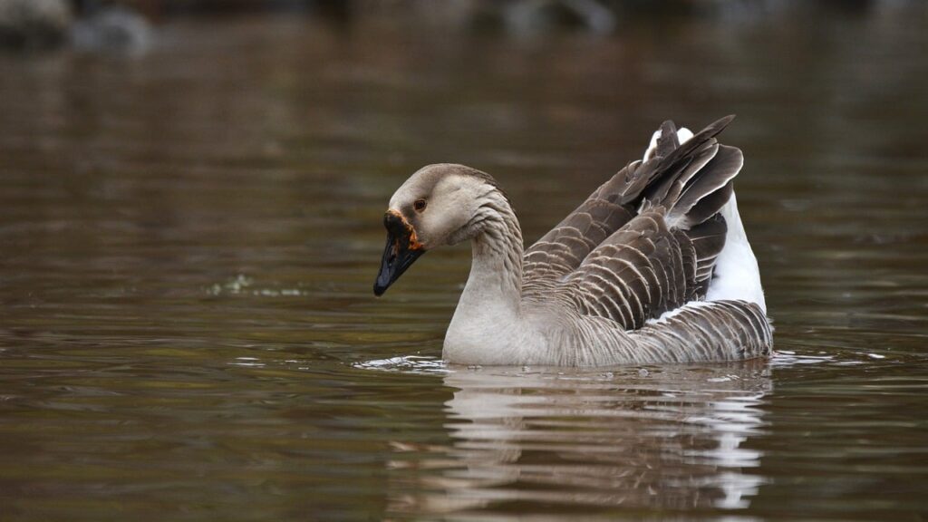 goose, waterfowl, nature-8286275.jpg