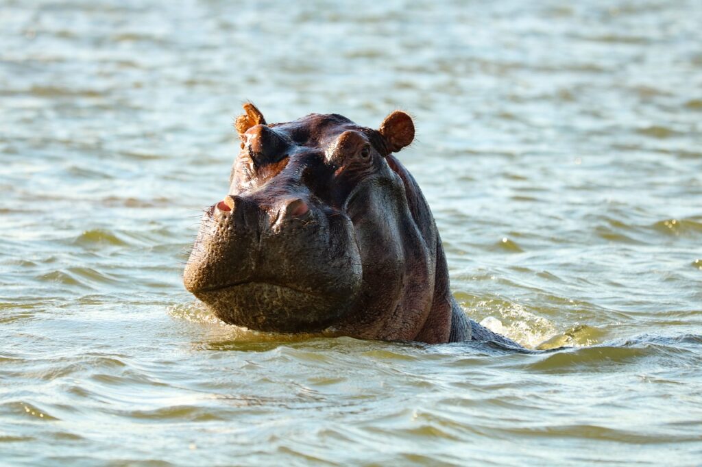 hippopotamus, mammal, hippo-6788286.jpg