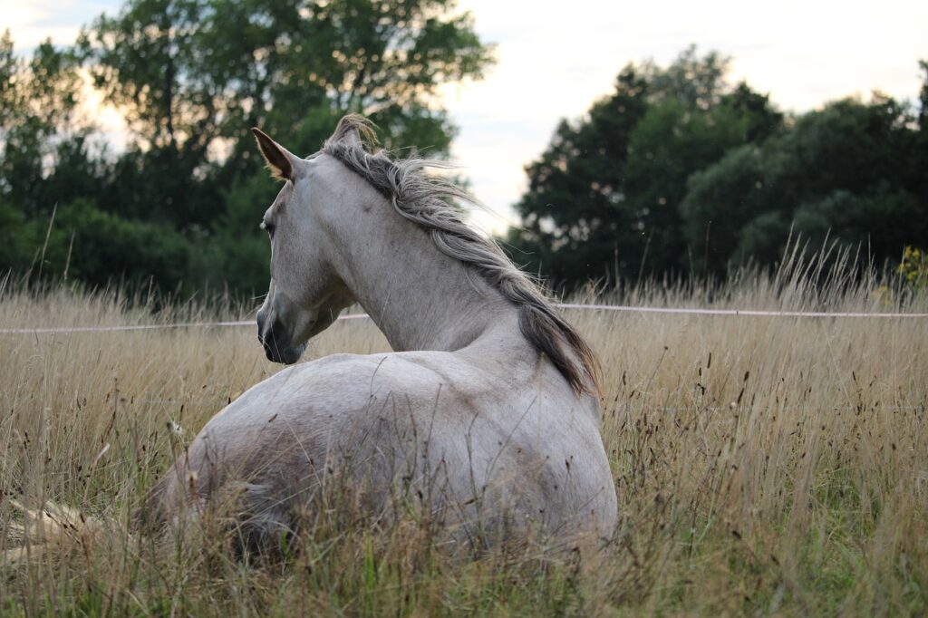 horse, nature, equine-905534.jpg