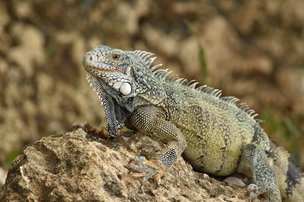 iguana, lizard, nature-7688384.jpg