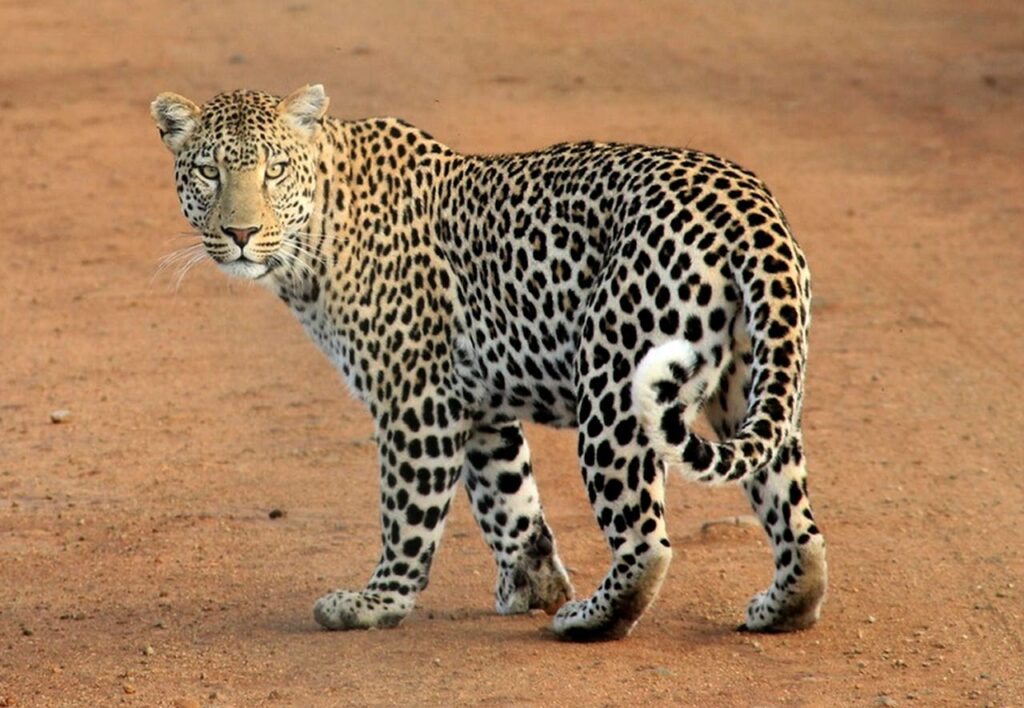 leopard-leopard-spots-animal-wild-39857-39857.jpg