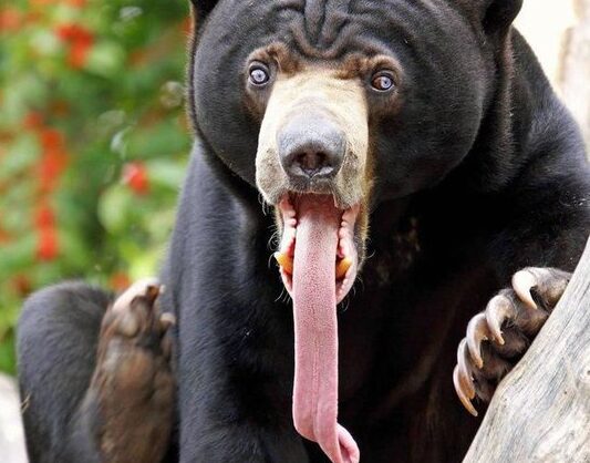Animals With Long Tongues