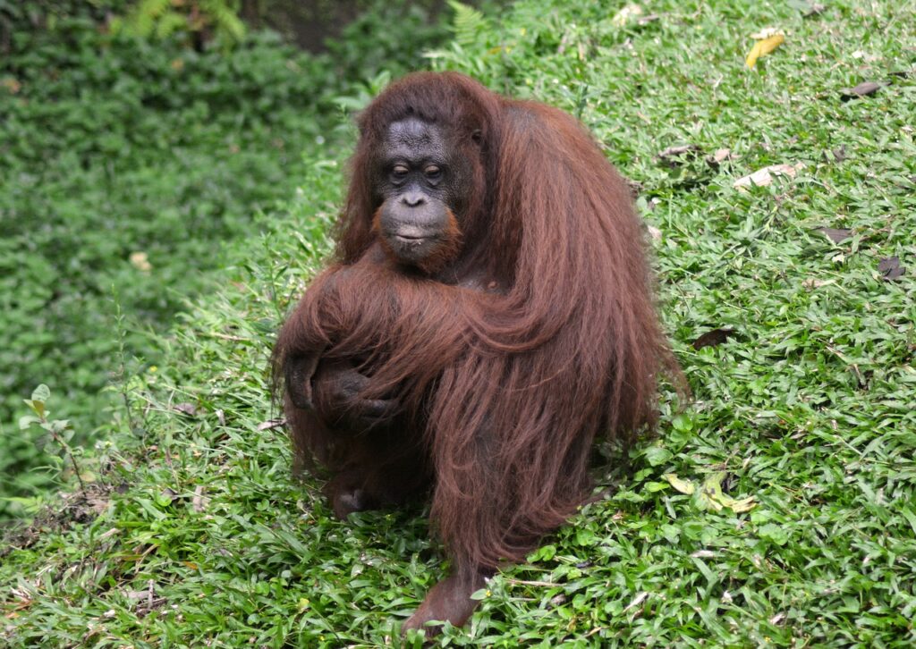 orangutan, ape, primate-8224617.jpg