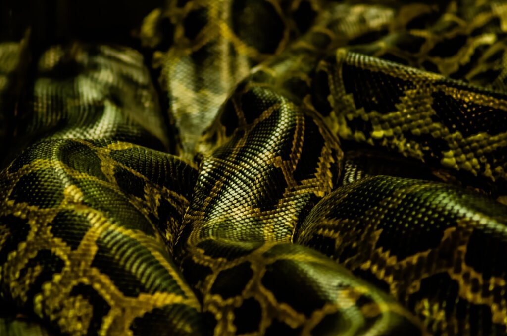 python, reptile, skin-7134564.jpg