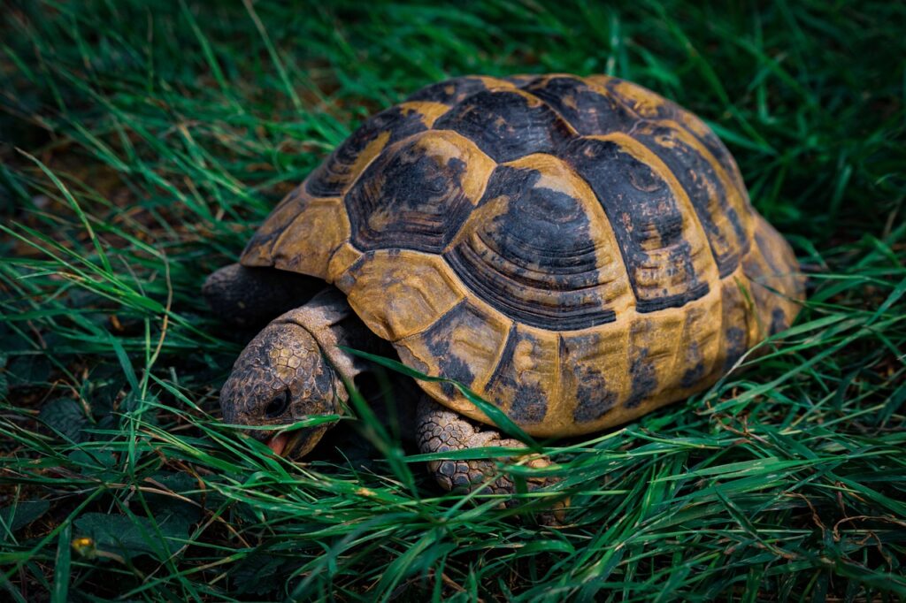 tortoise, reptile, tank-7390594.jpg