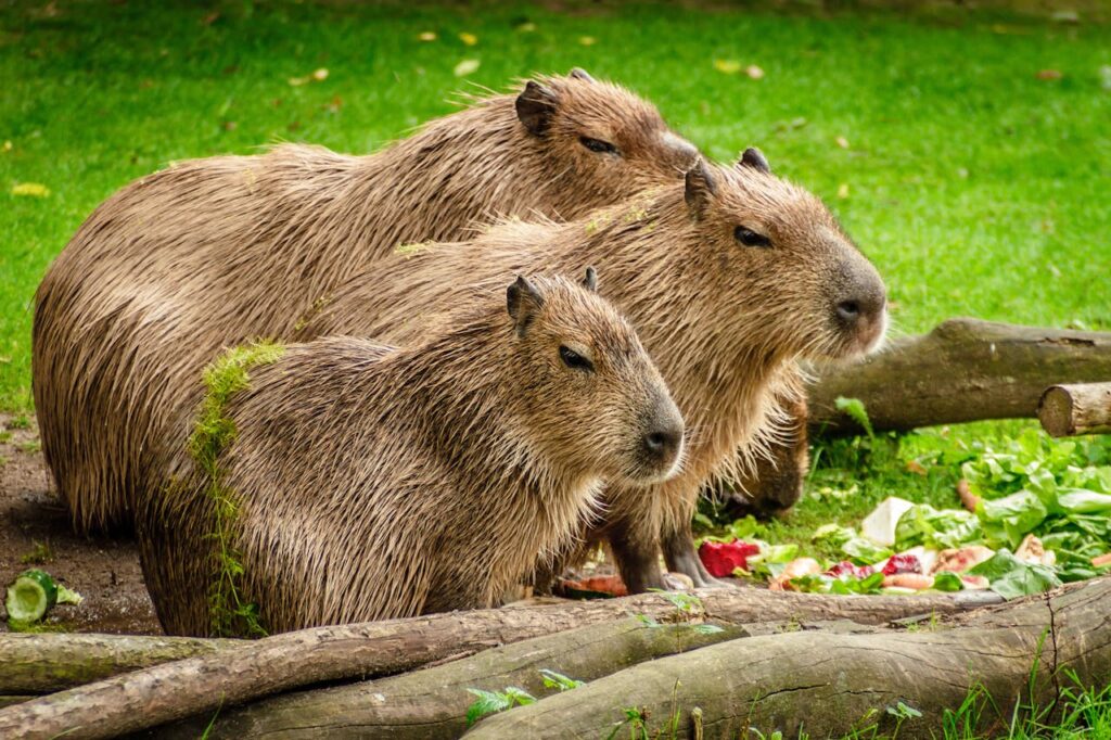 capybara-group-eat-meadow-160583-160583.jpg
