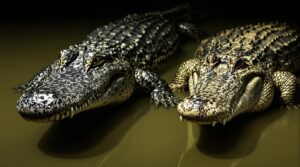 Alligator Vs Crocodile Differences