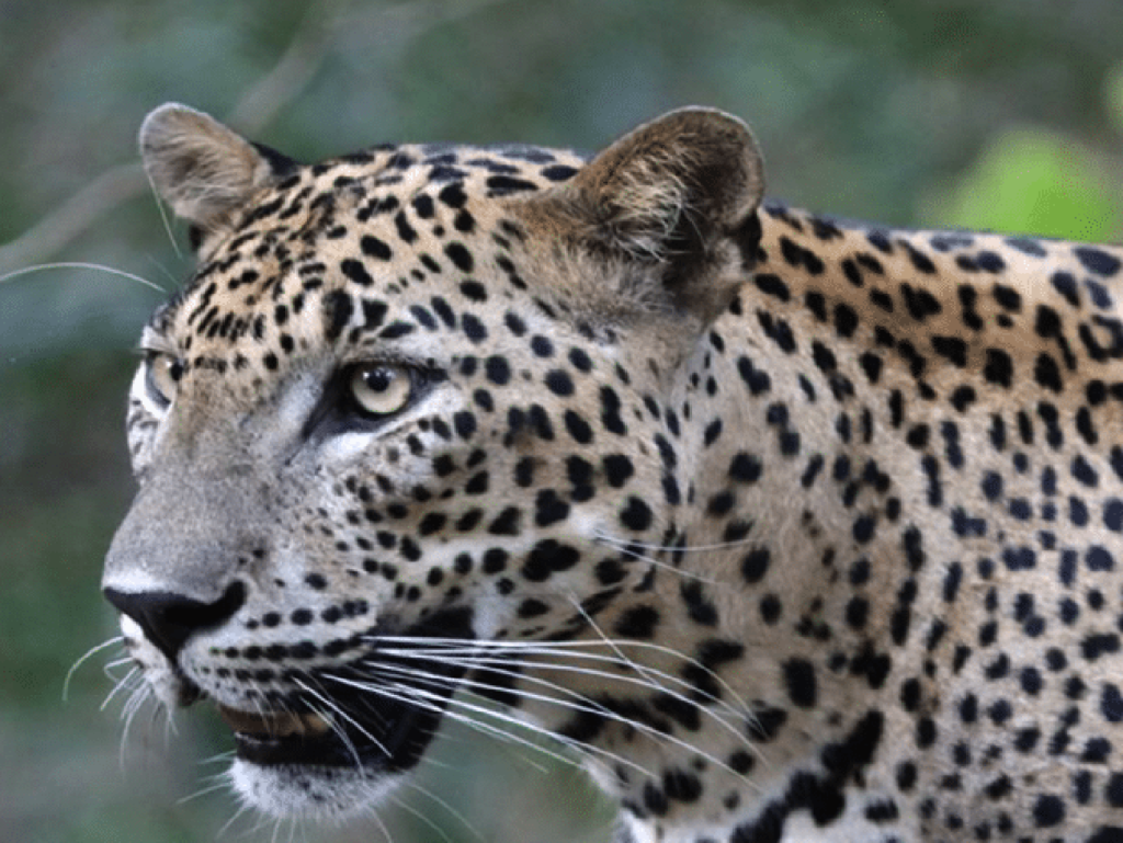 Best Places to See Leopards in Sri Lanka 2 Best Places to See Leopards in Sri Lanka
