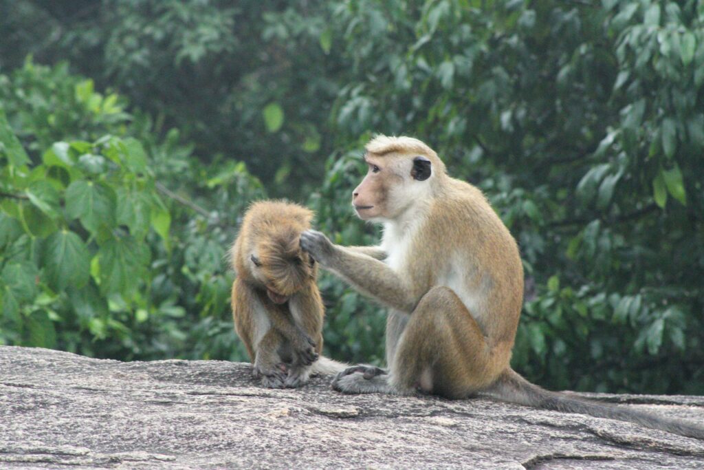 Two toque macaques grooming on a rock with a forest backdrop in Sigiriya, Sri Lanka.
