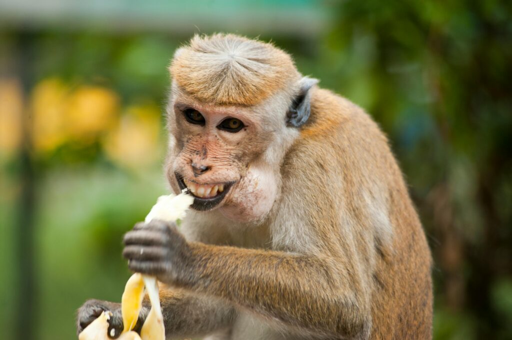 Yala vs Wilpattu – Which Is Better for Wildlife? 2 Toque macaque munching on a banana outdoors in Ella, Sri Lanka.
