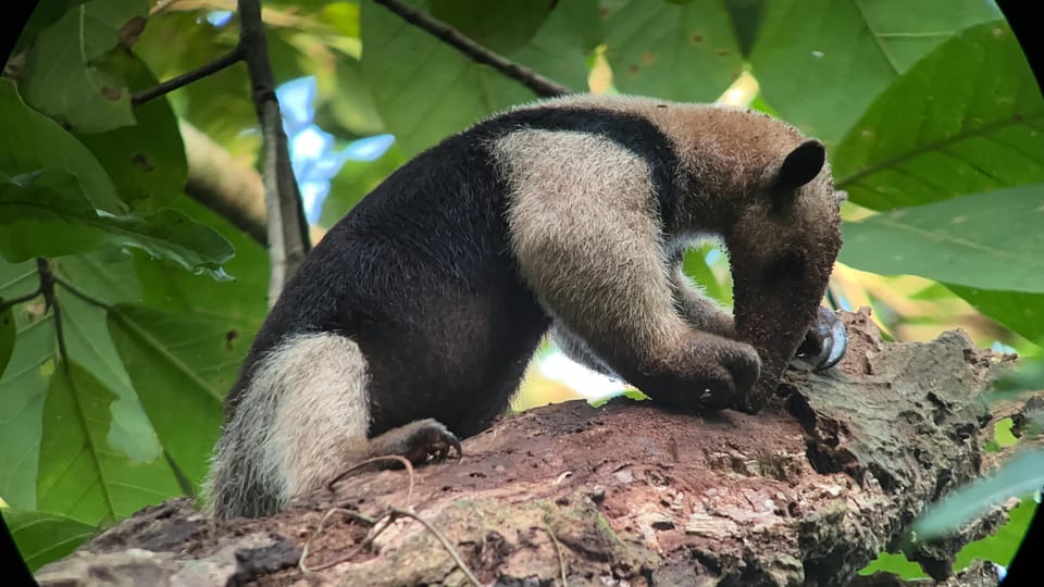 Best Wildlife Tours in Costa Rica 4 Best Wildlife Tours in Costa Rica