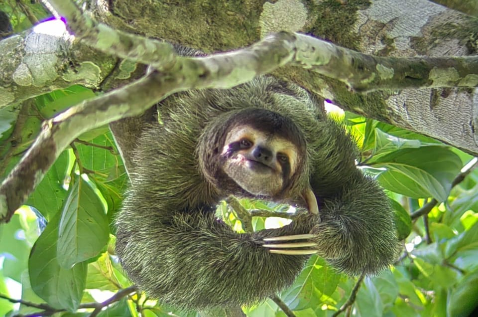 Best Wildlife Tours in Costa Rica 5 Best Wildlife Tours in Costa Rica