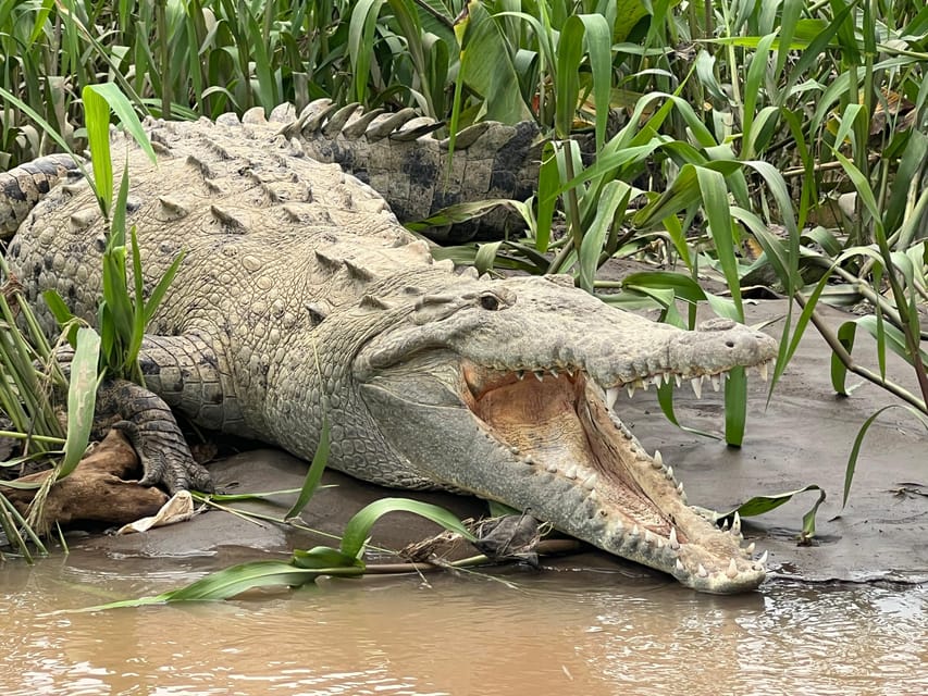 Best Wildlife Tours in Costa Rica 3 Best Wildlife Tours in Costa Rica