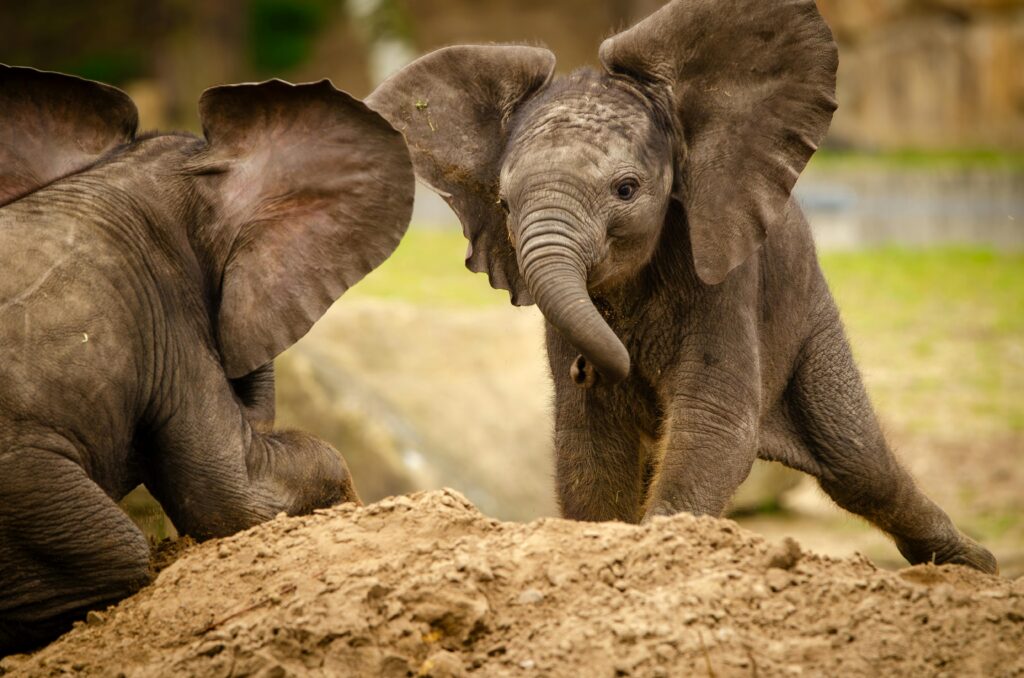 Adorable baby elephants playfully interacting in a natural outdoor setting.