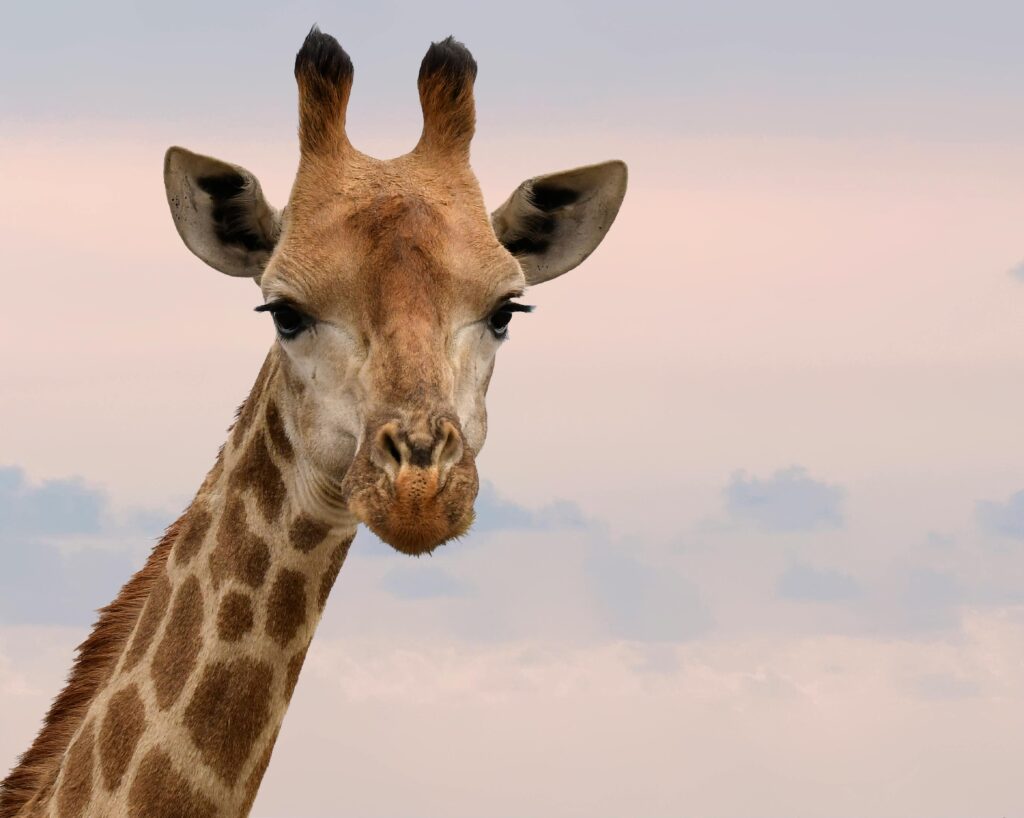 13 Best Giraffe-Themed Apparel for the Wild at Heart 2 Charming close-up of a giraffe's face against a gentle sky in South Africa.