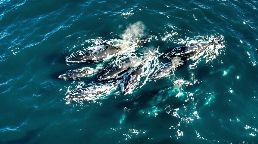 whale migration route patterns