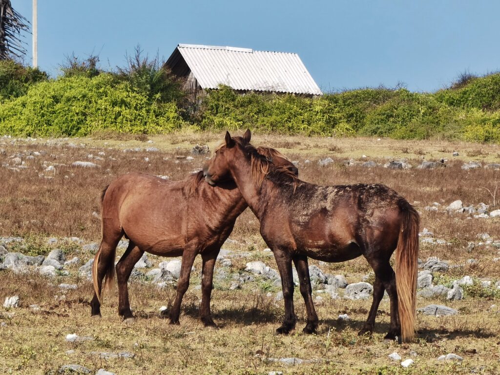 Delft Island Sri Lanka: Best Travel Guide + Things To Do 8 Delft Island wild horses
