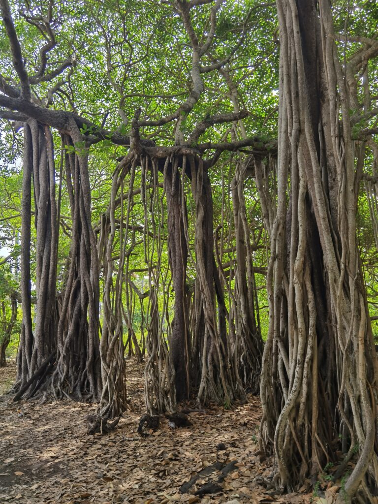 Delft Island Sri Lanka: Best Travel Guide + Things To Do 7 Delft Island Sri Lanka: Best Travel Guide + Things To Do