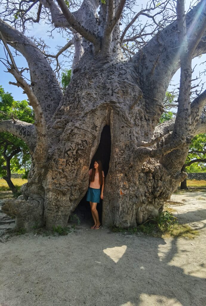 Delft Island Sri Lanka: Best Travel Guide + Things To Do 9 Baobab tree
