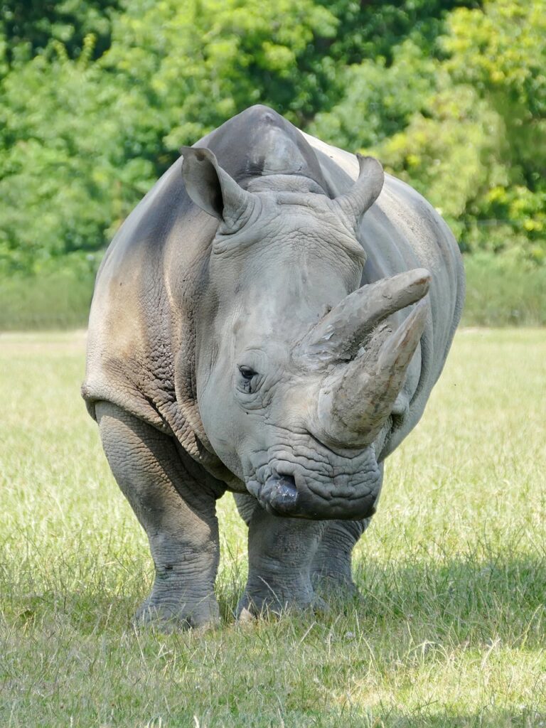 Volunteer with Big 5 in South Africa 5 rhino, safari, mammal, endangered, strong, rhino, rhino, rhino, rhino, rhino