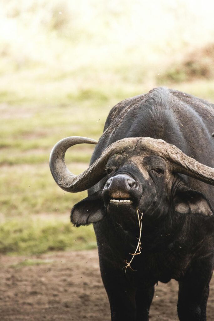 Volunteer with Big 5 in South Africa 7 Close-up of an African buffalo displaying strength in the wild.