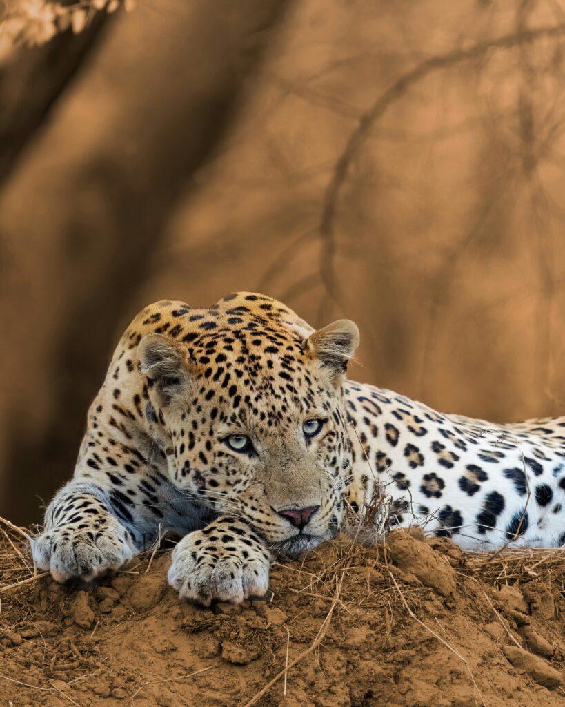 Volunteer with Big 5 in South Africa 6 A beautiful leopard resting on earthy terrain, showcasing natural camouflage in Jaipur, India.