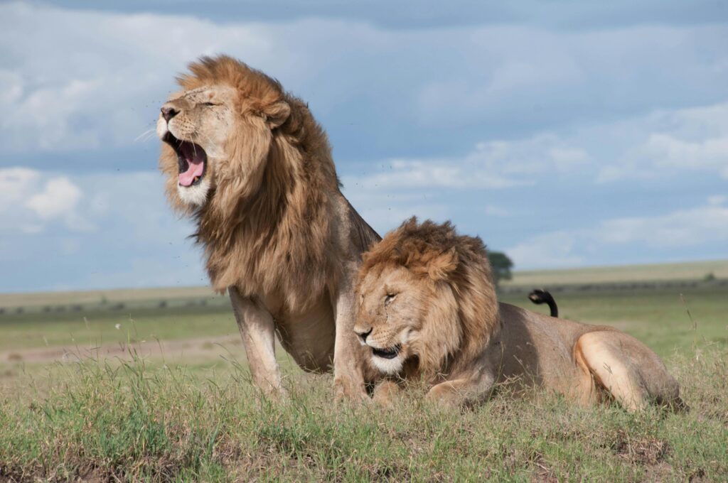 Volunteer With Lions in South Africa: 4 Easy-To-Join Conservation Projects 9 Two majestic lions roaring and relaxing in the vast savanna of Tanzania, showcasing wildlife in their natural habitat.