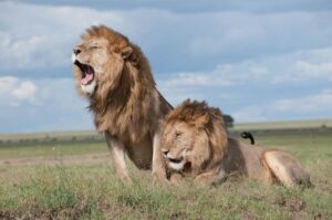 Volunteer With Lions in South Africa: 4 Easy-To-Join Conservation Projects 3 Two majestic lions roaring and relaxing in the vast savanna of Tanzania, showcasing wildlife in their natural habitat.
