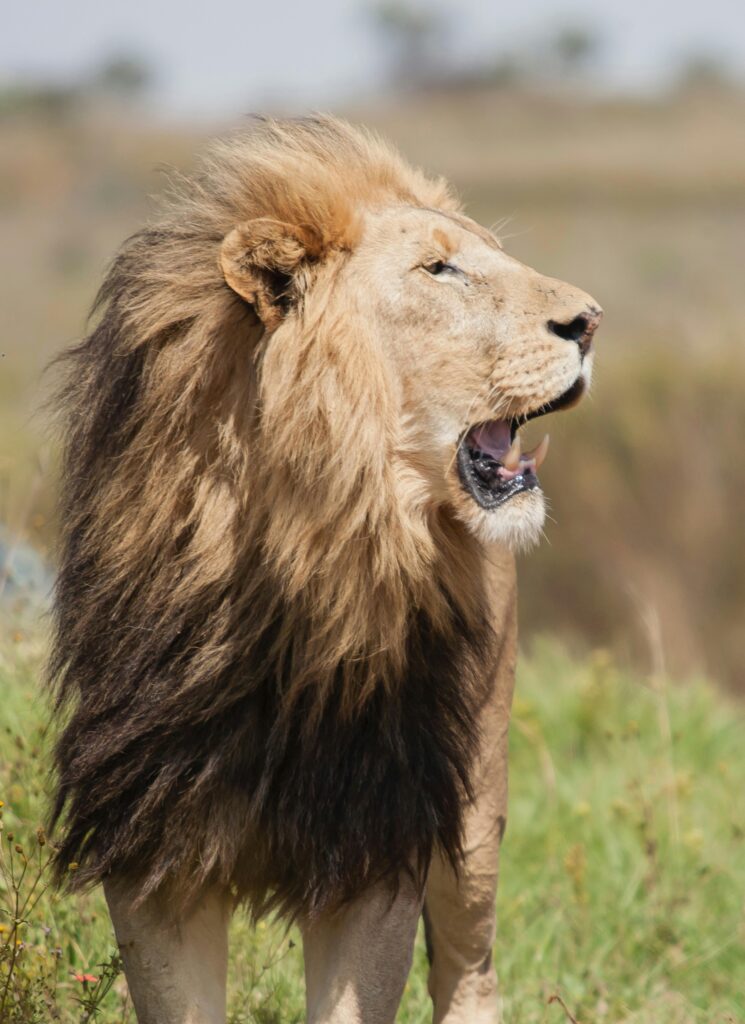 Volunteer With Lions in South Africa: 4 Easy-To-Join Conservation Projects 3 Volunteer with lions in South Africa through 4 guaranteed, easy-to-join conservation programs. Gain real experience while protecting Africa’s lions.