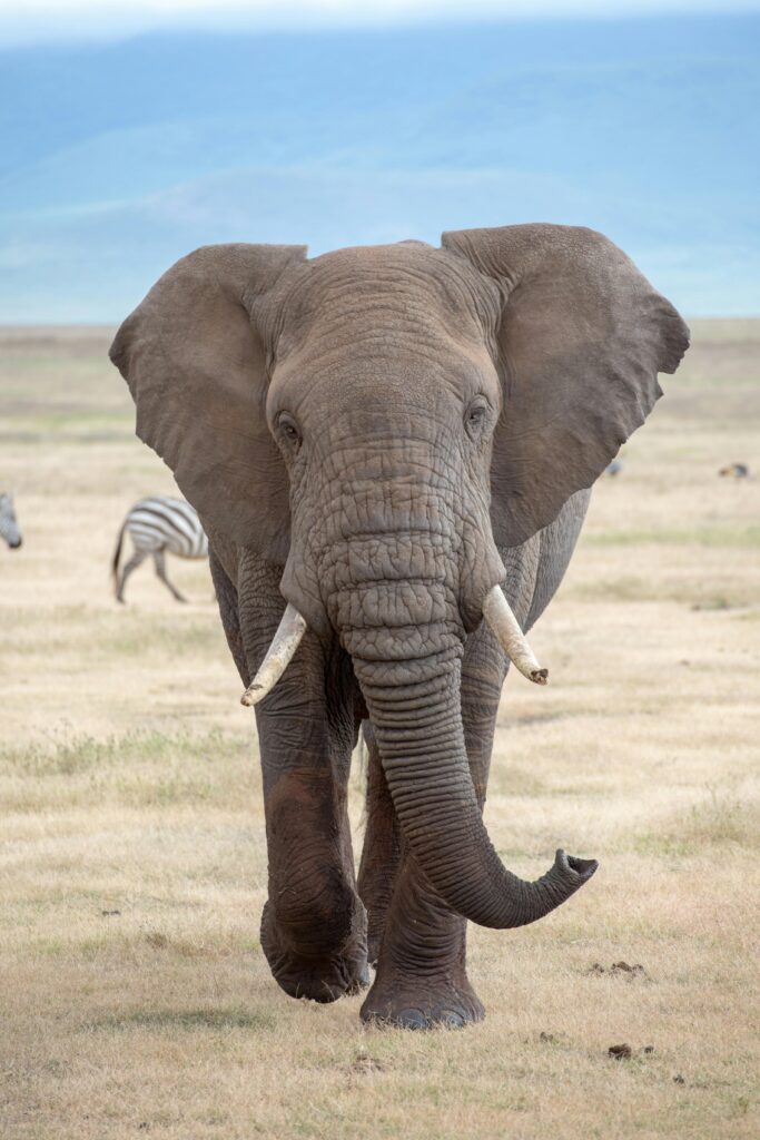 Volunteer with Big 5 in South Africa 4 Close-up of an African elephant (Loxodonta africana) in Tanzania's savanna, showcasing wildlife beauty.