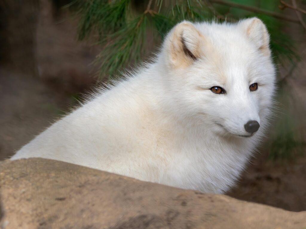 Arctic Fox Facts