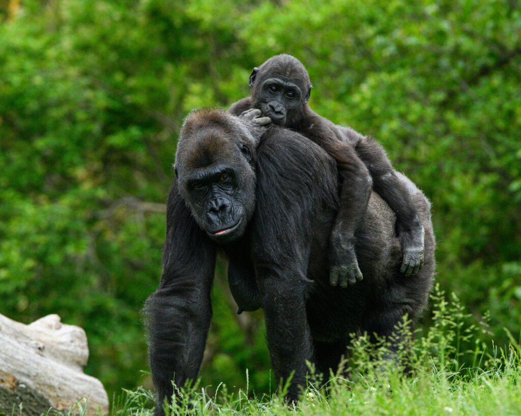 Gorilla Family Structure: Fascinating Insights into How Gorilla Troops Are Organized 5 A mother gorilla carrying her baby on her back amidst the vivid jungle foliage.