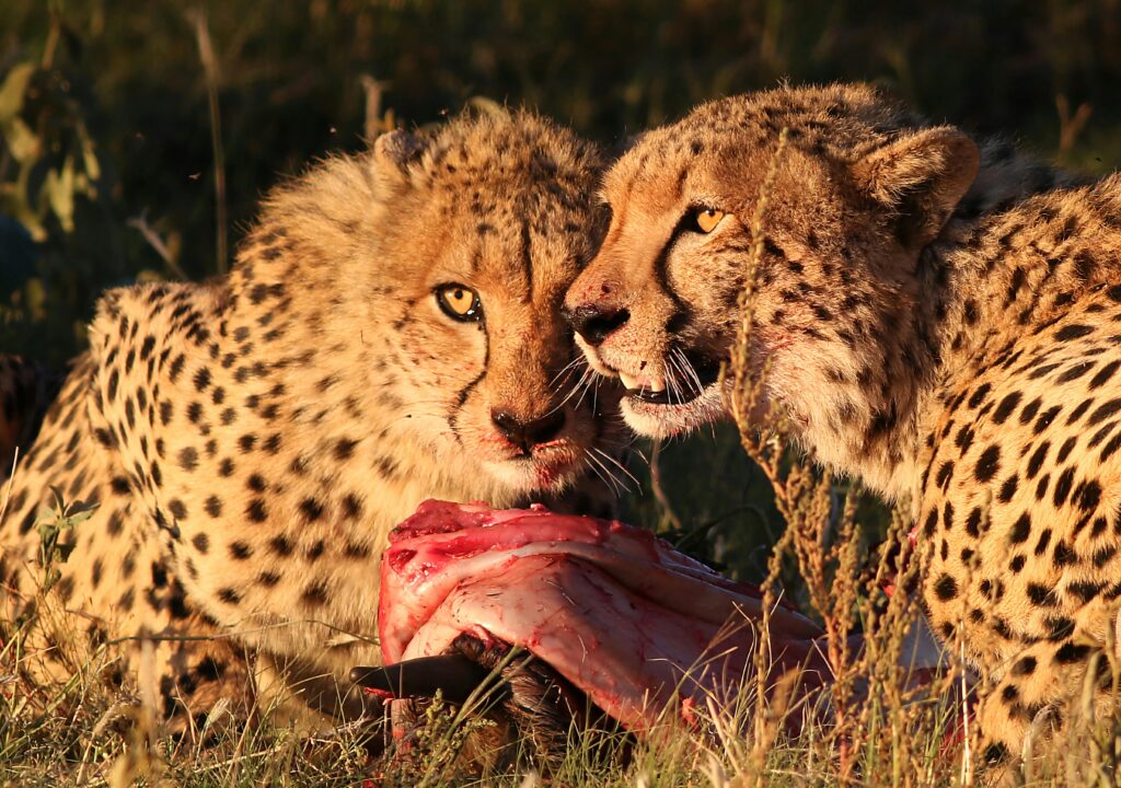 Cheetah Hunting Behavior: How the World’s Fastest Predator Hunts Its Prey 8 Two cheetahs feasting on prey amid tall grasses in the warm glow of the African savannah.