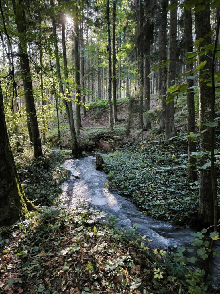 4 Best Paid Conservation Internships Abroad 4 Paid Conservation Internships Abroad Serene forest scene with a stream flowing through sunlit woods, capturing the tranquility of nature.