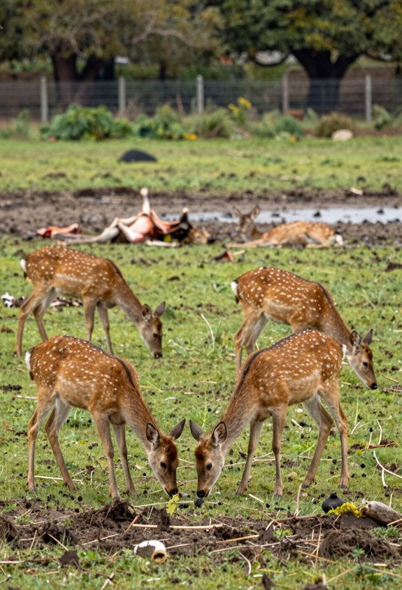 deer population in ecology