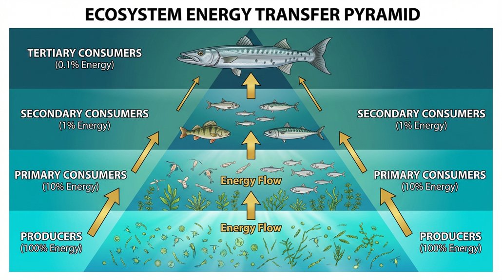Trophic Levels in Ecology