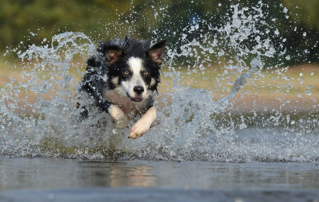 Most Energetic Animals in the World – Top Active Species 4 Energetic border collie splashes through water in a vivid action shot capturing motion and joy.