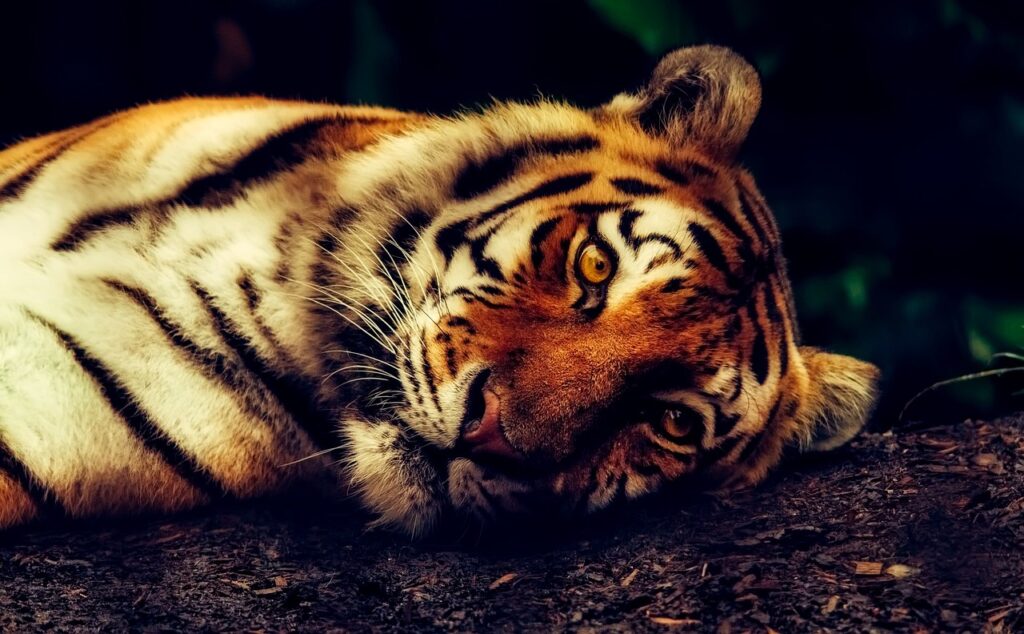 animals that symbolize fire tiger, animal, wildlife, resting, nature, close up, predator, head, tiger head, wild cat, big cat, wild, wild animal, animal world, wildlife photography